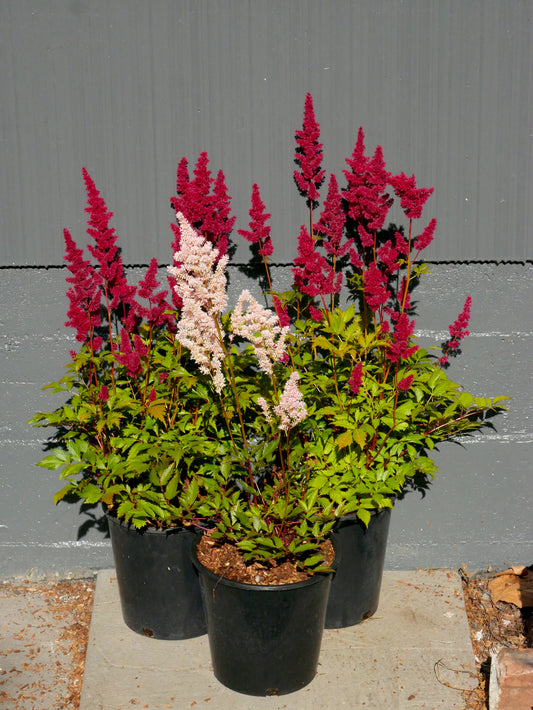 Red and Pink Astilbe Plant In 2 gallon pots 