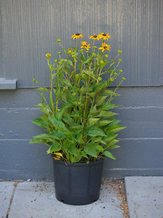 Blooming Black Eyed Susan plant with yellow petals and a black center. Lots of green foliage and potted in a 3 gallon pot.