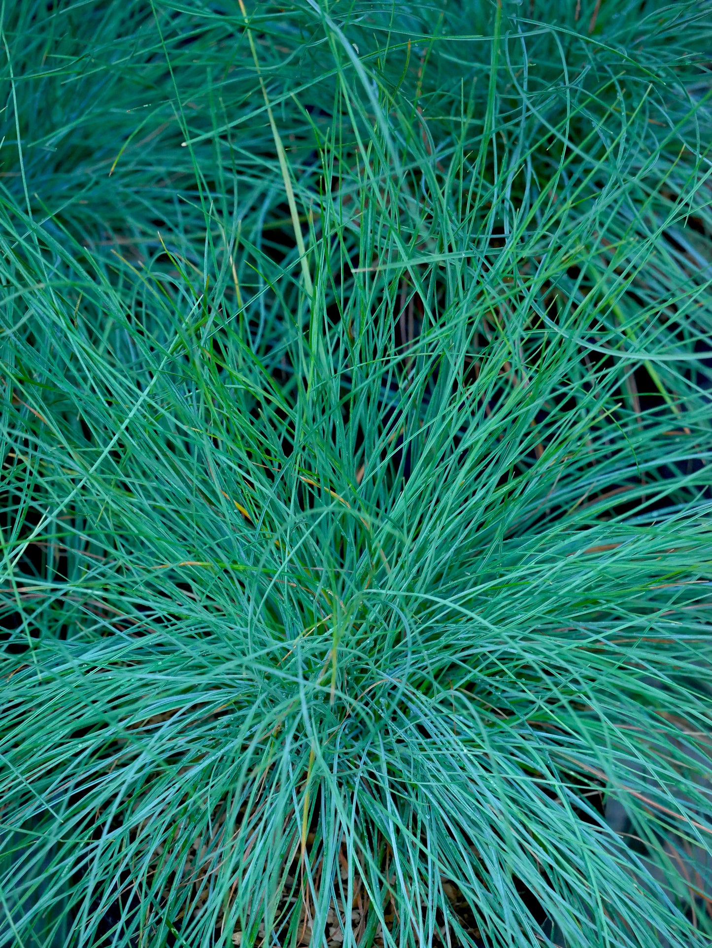 Blue fescue grass viewed from above with it's bluish green colour