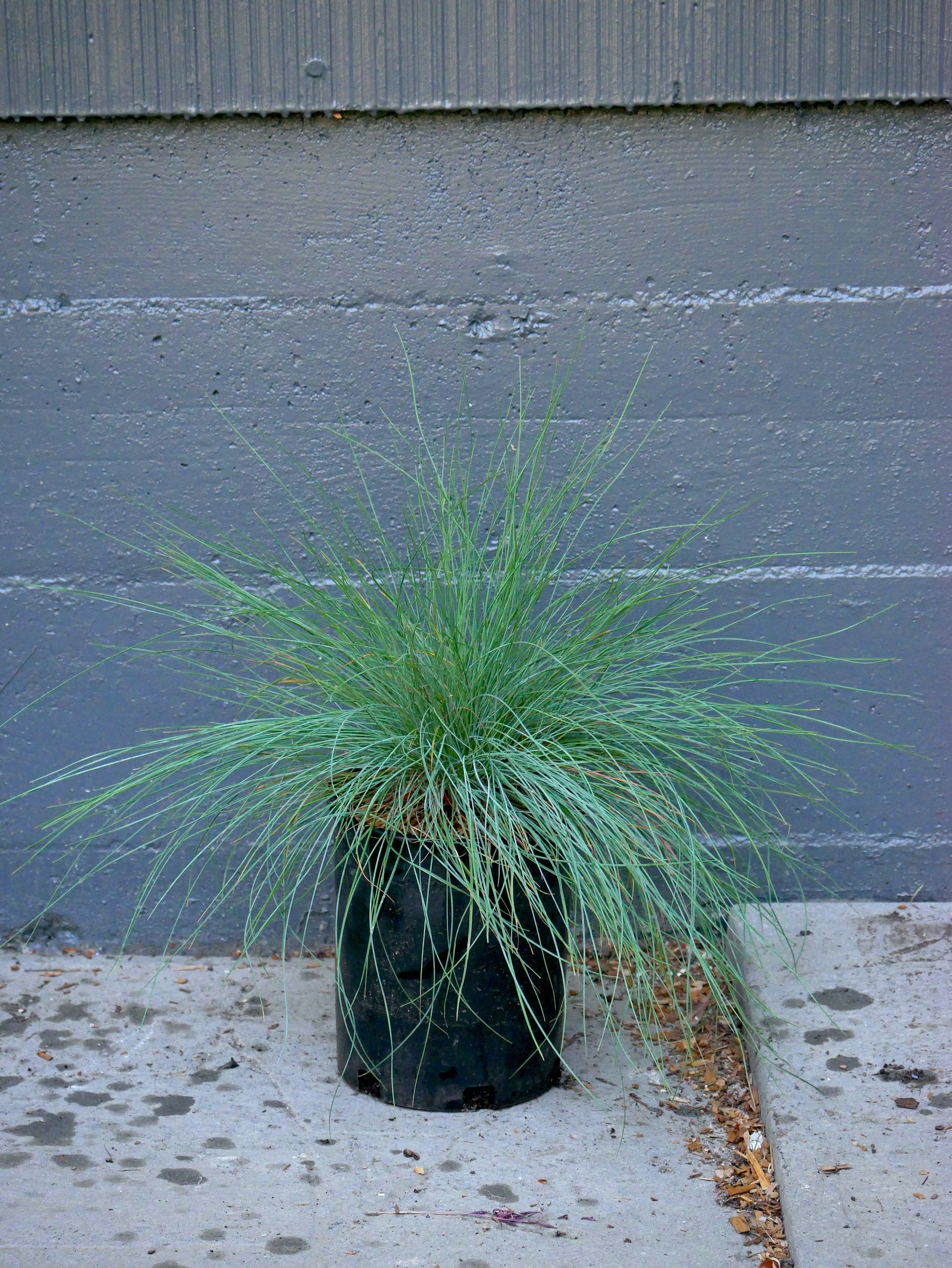 Blue fescue grass in a black 1 gallon pot
