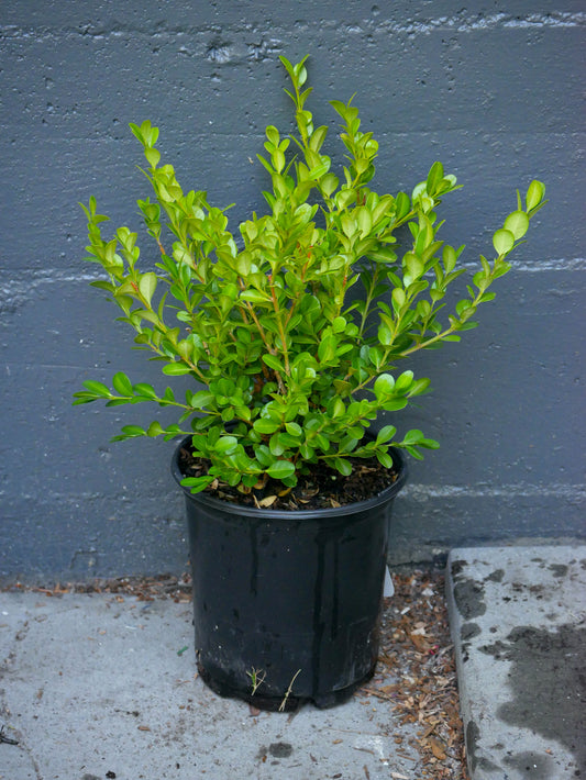Green Beauty Boxwood evergreen plant potted in a black 1 gallon pot